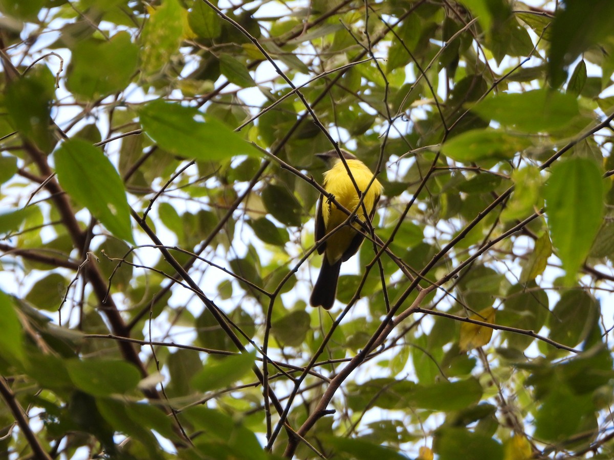 Sosyal Tiran - ML645359052