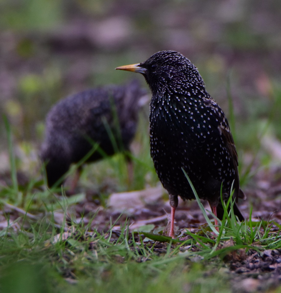 Шпак звичайний - ML645359056