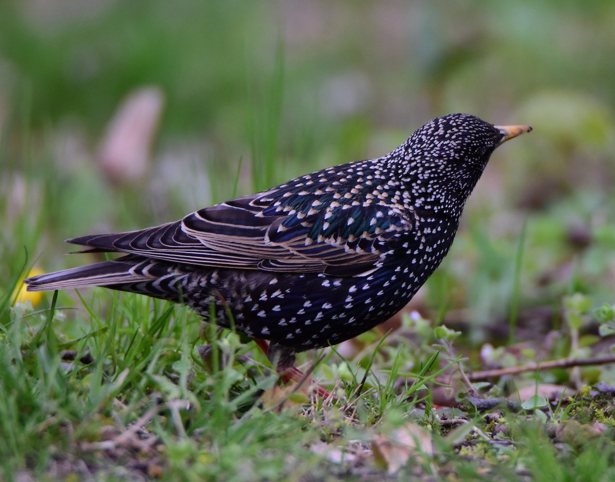 Шпак звичайний - ML645359057