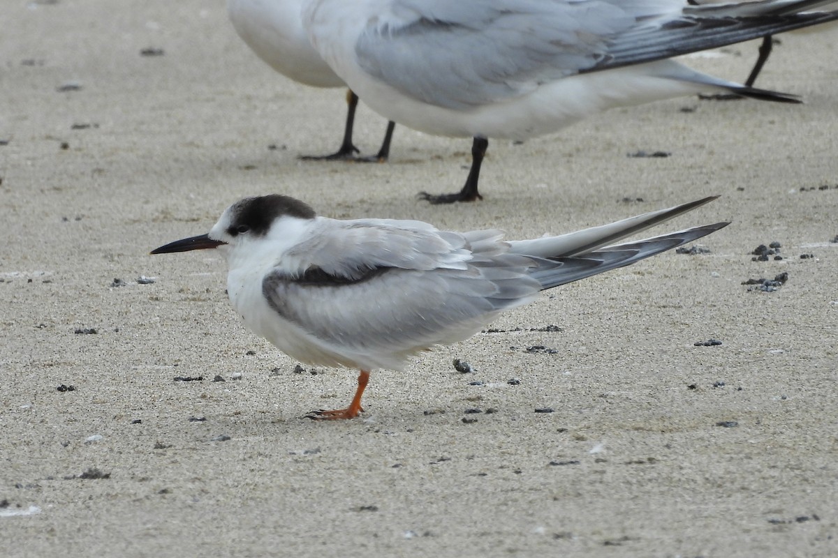 Common Tern - ML645359058