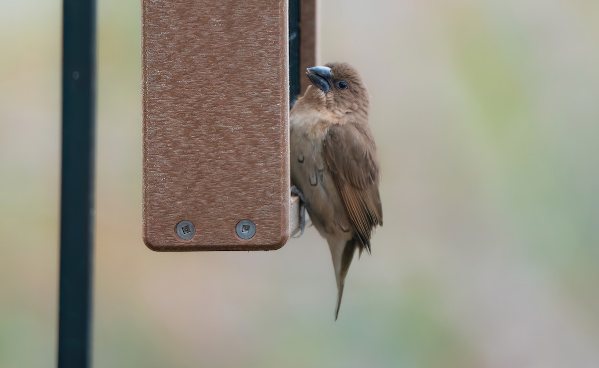 Scaly-breasted Munia - ML645359060