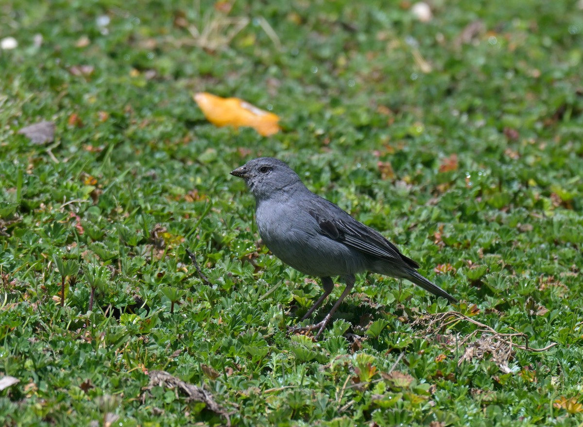 Plumbeous Sierra Finch - ML645359087
