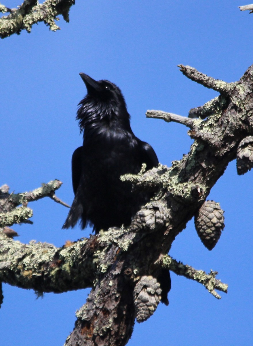 Erroi handia - ML645359088