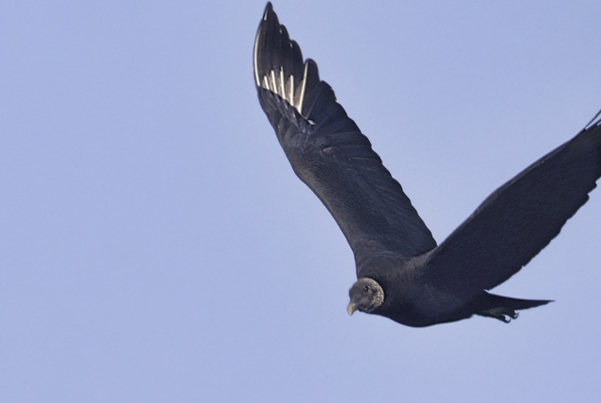 Катарта чорна - ML645359089