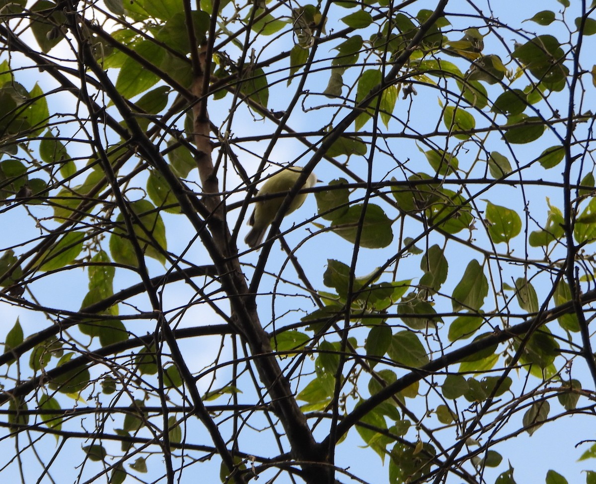 Brown-capped Vireo - ML645359098