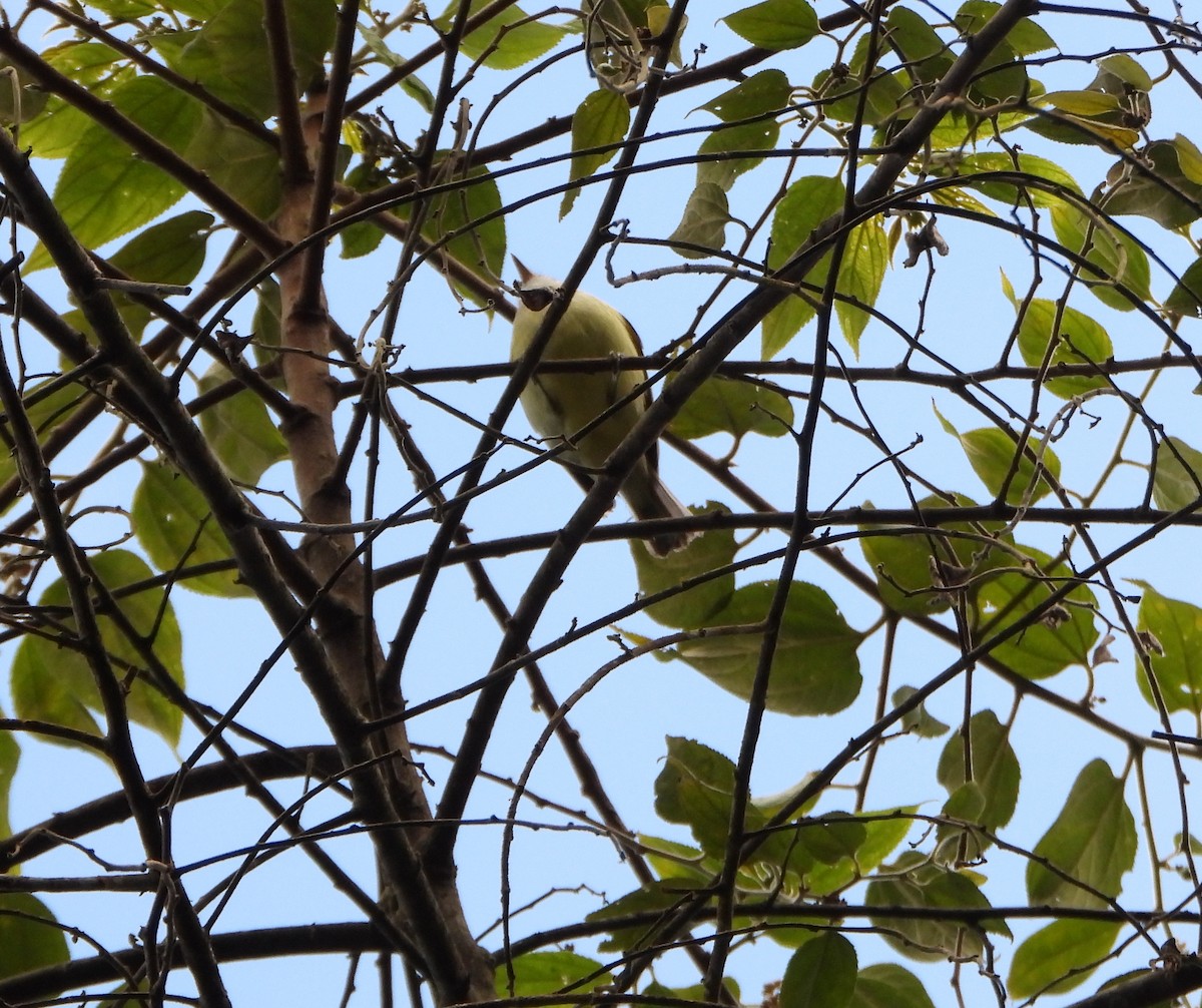 Brown-capped Vireo - ML645359099