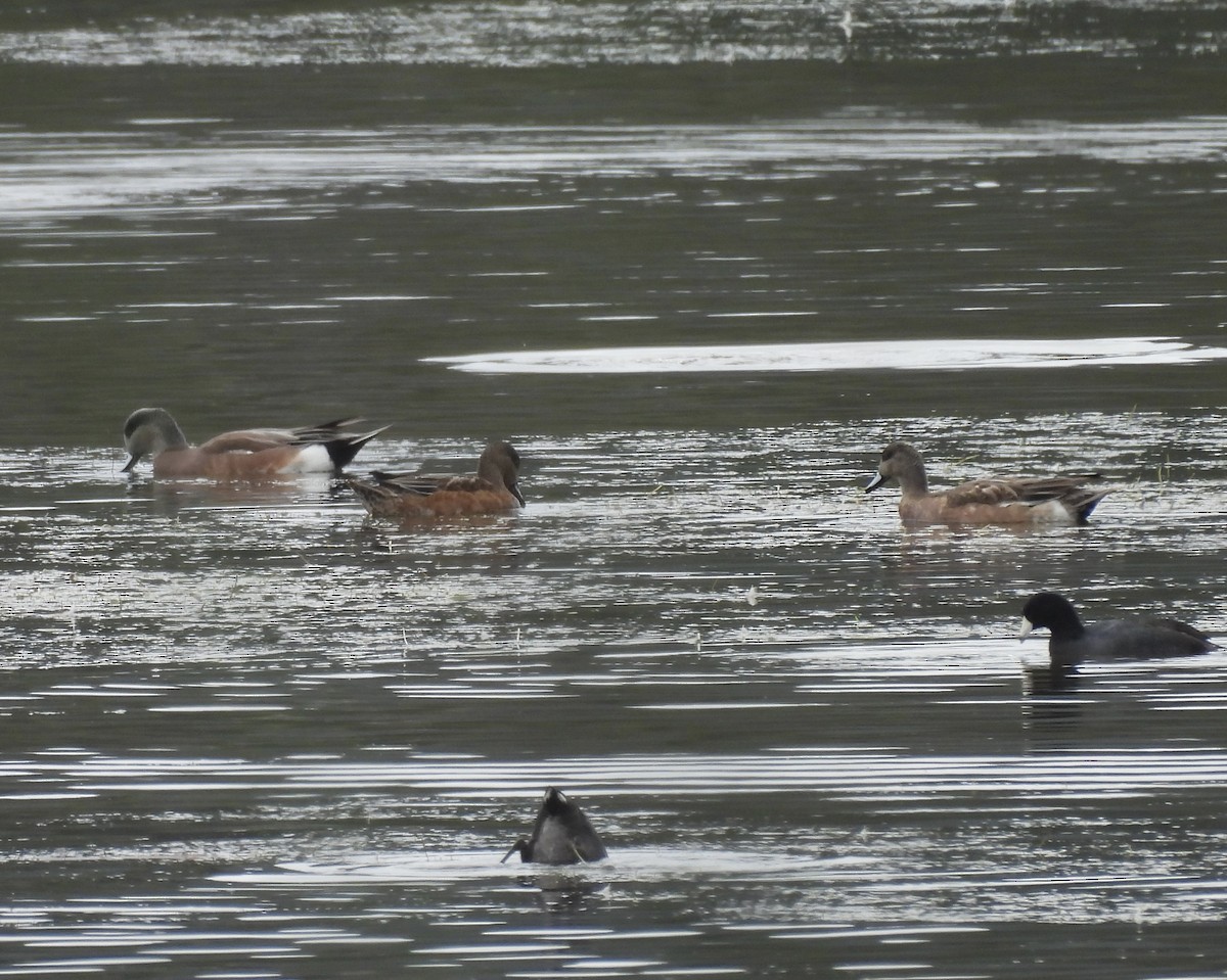 Fischione americano - ML645359110