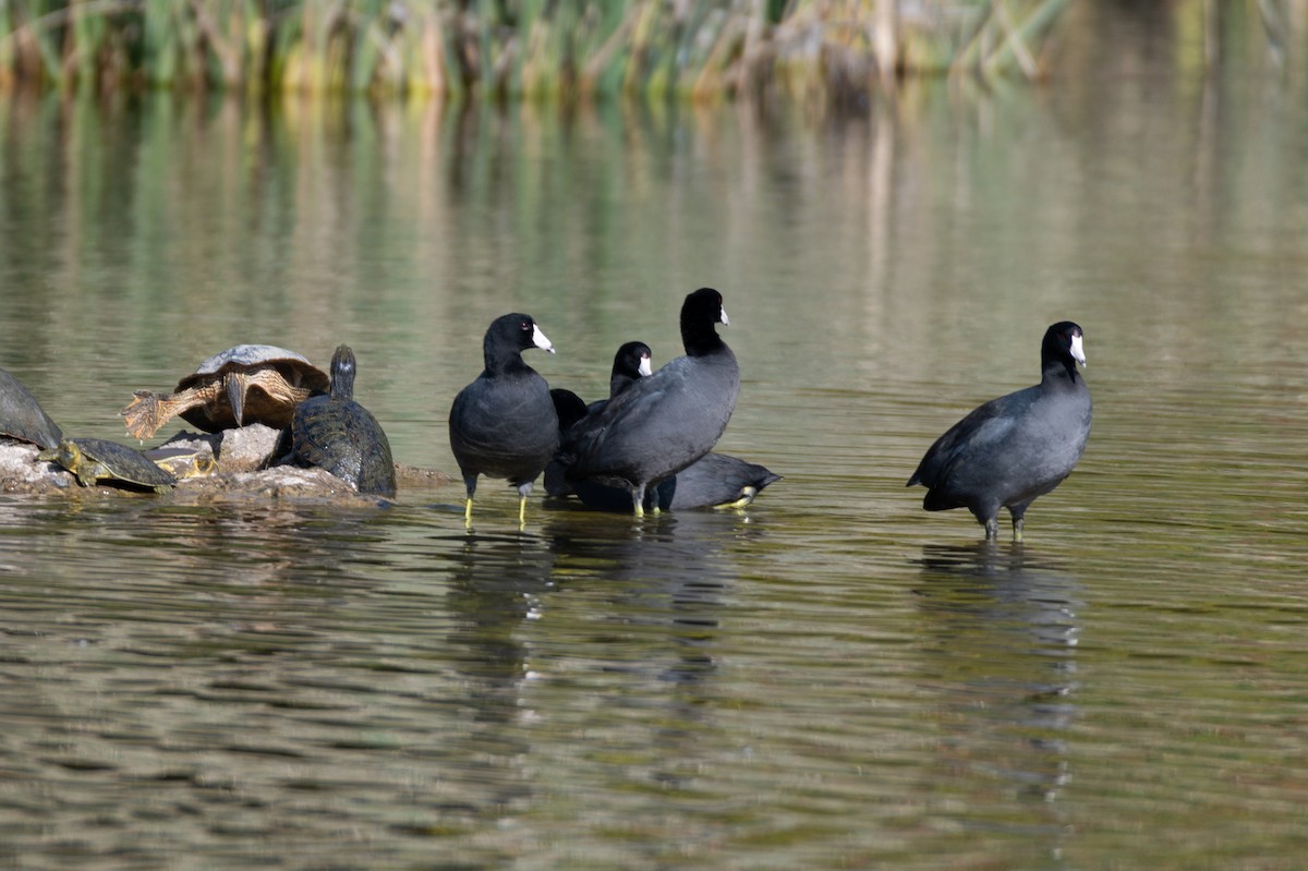 American Coot - ML645359147