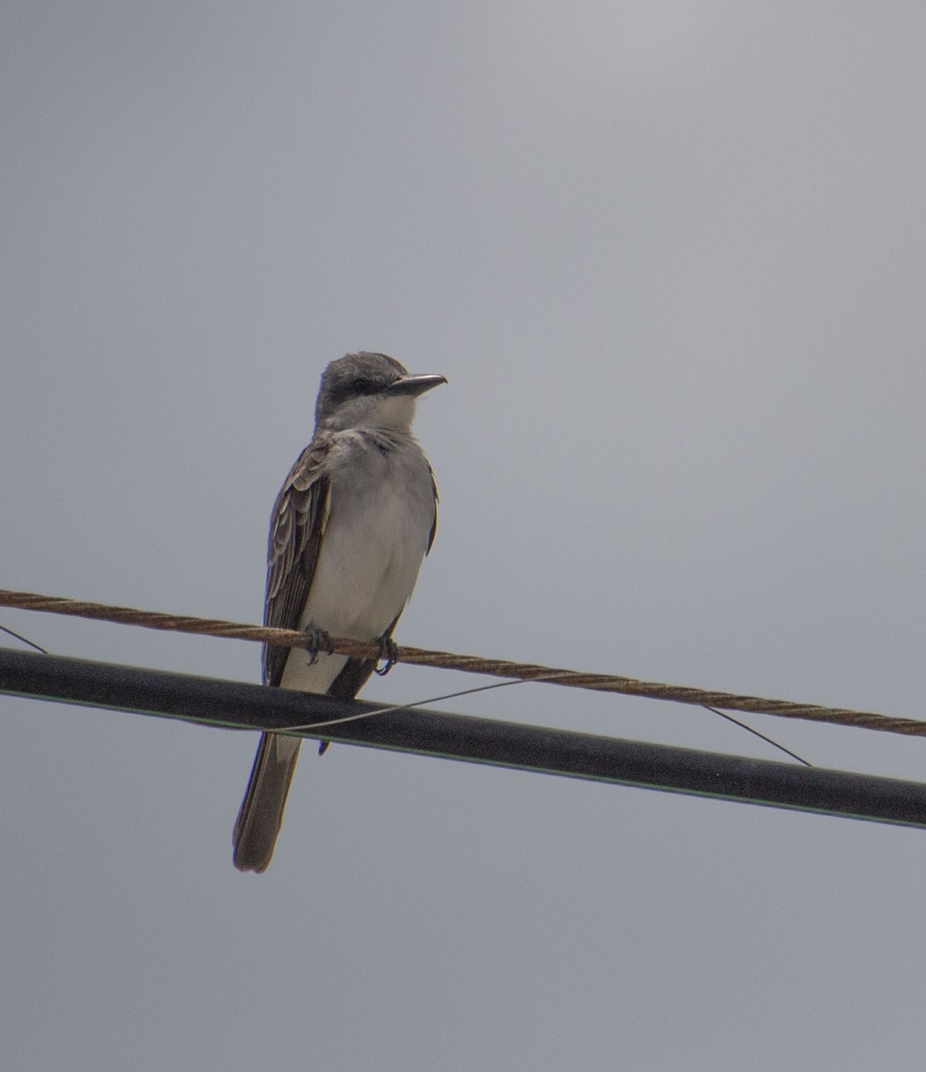 Gray Kingbird - ML645359152