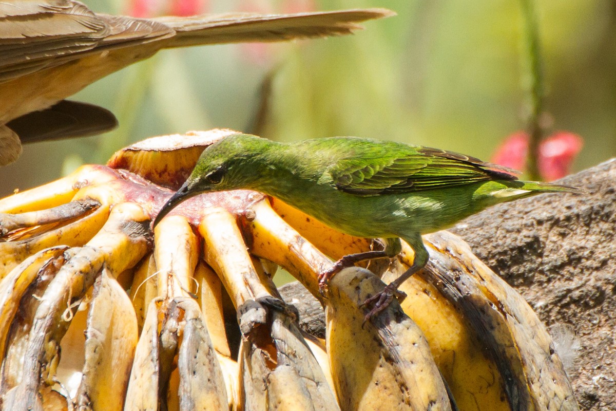 Red-legged Honeycreeper - ML645359158