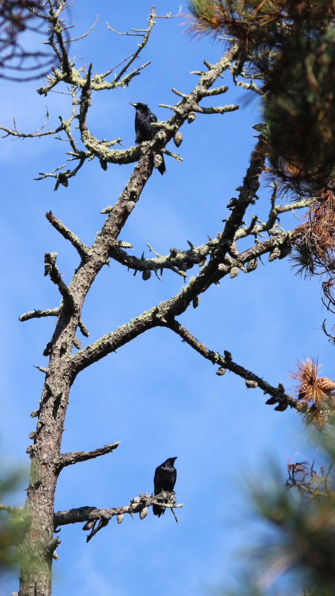 Erroi handia - ML645359159