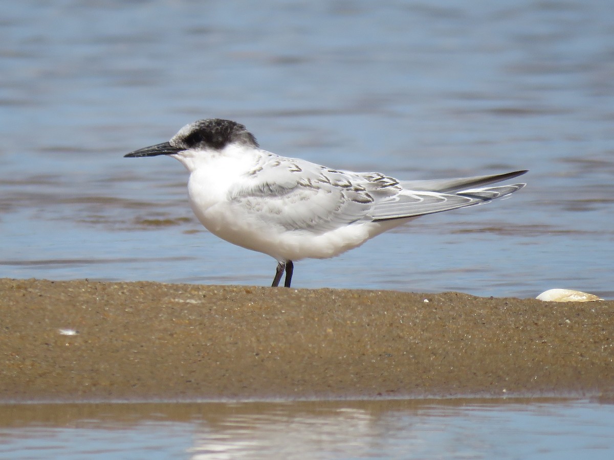 Roseate Tern - ML645359167