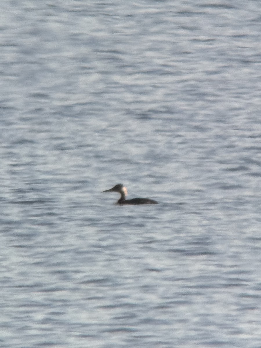 Буурал шунгуур - ML645359170