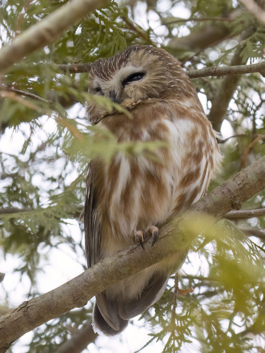 Northern Saw-whet Owl - ML645359171