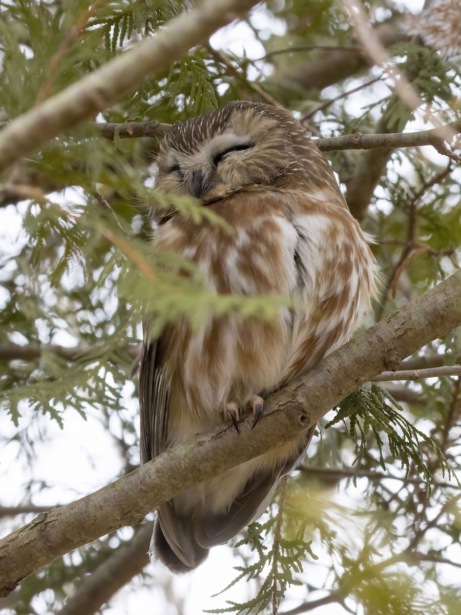 Northern Saw-whet Owl - ML645359172