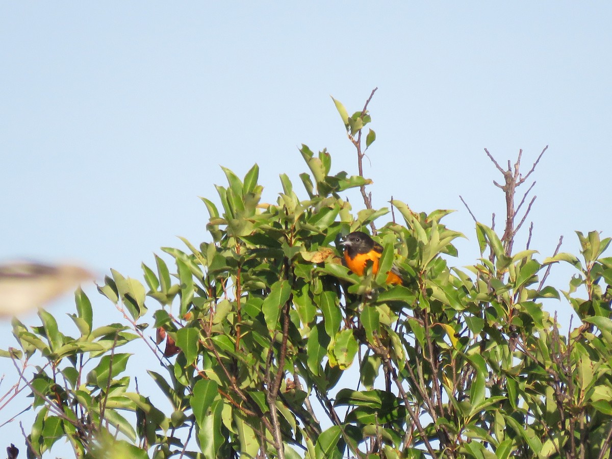 Балтиморский трупиал - ML645359187