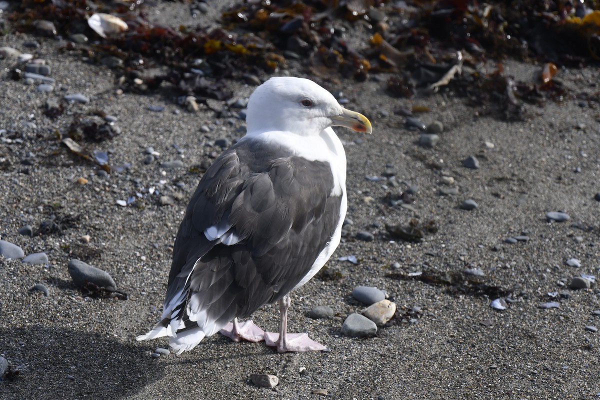 racek mořský - ML645359193