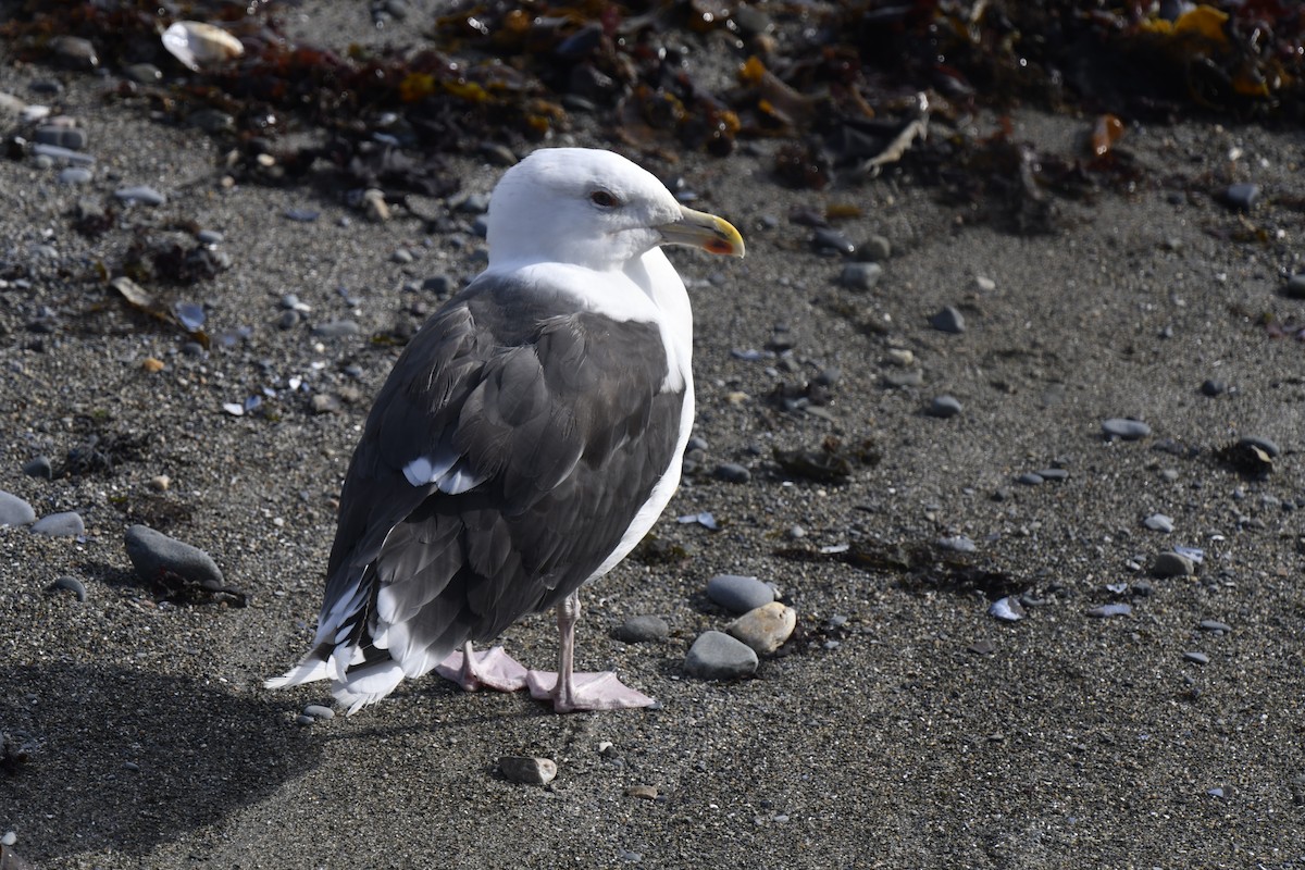 racek mořský - ML645359194