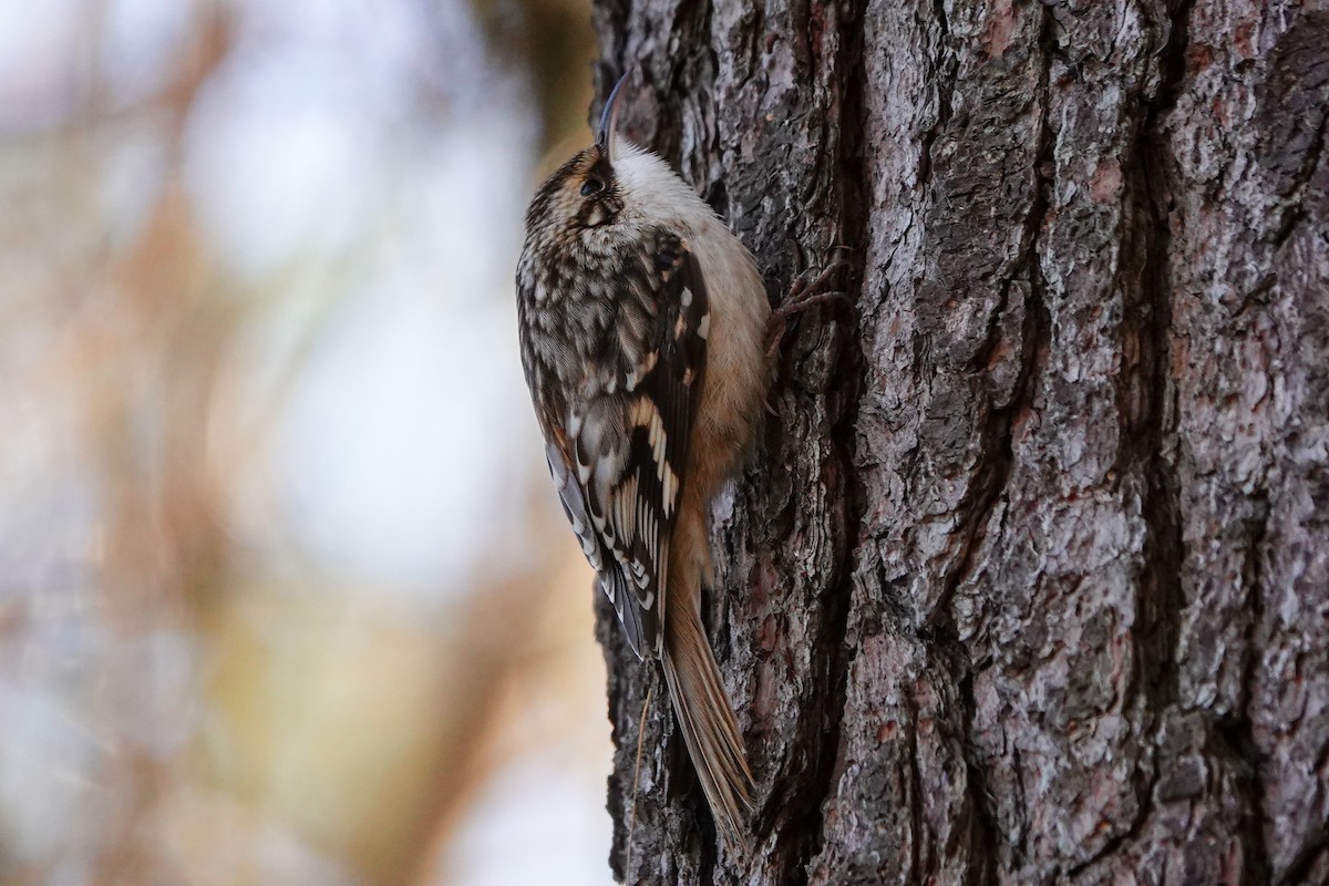 Brown Creeper - ML645359201