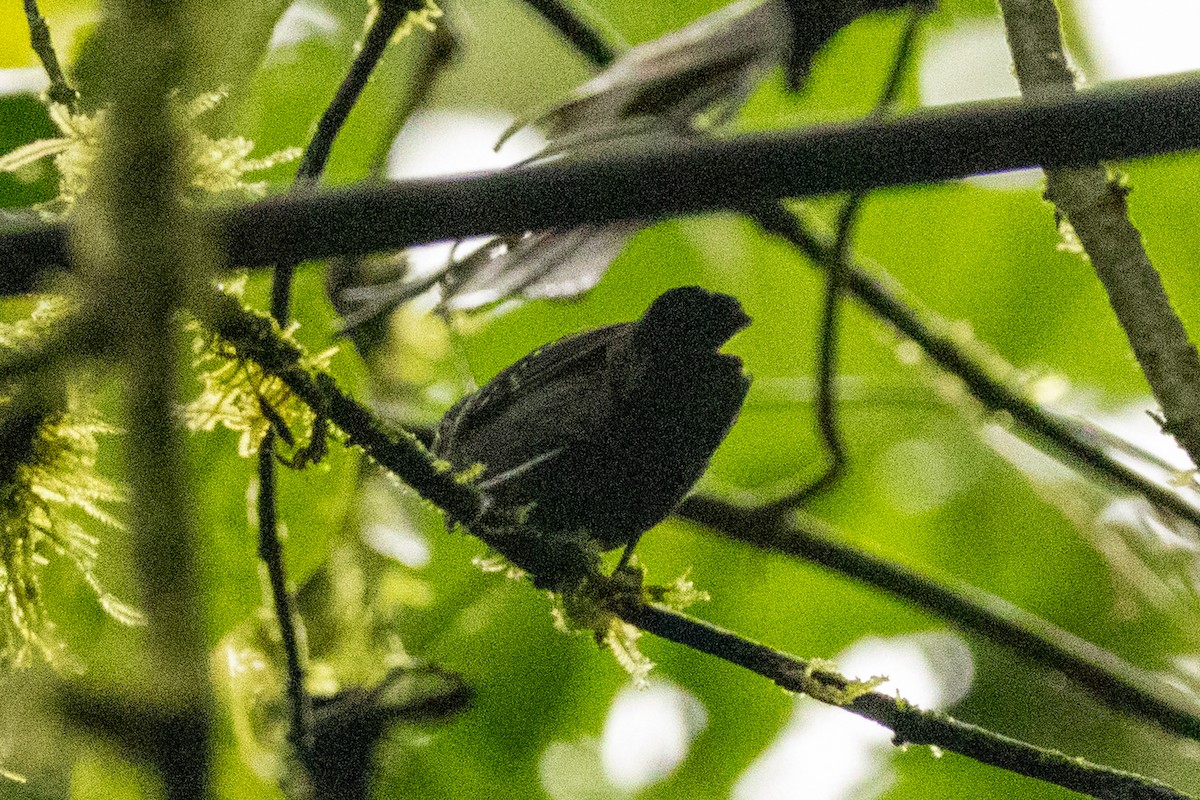 Slaty Antwren - ML645359204