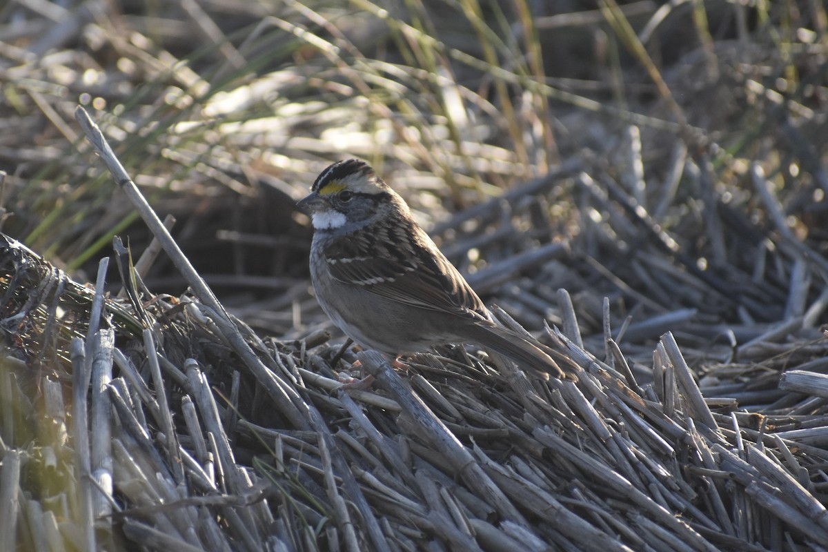 Белогорлая зонотрихия - ML645359256