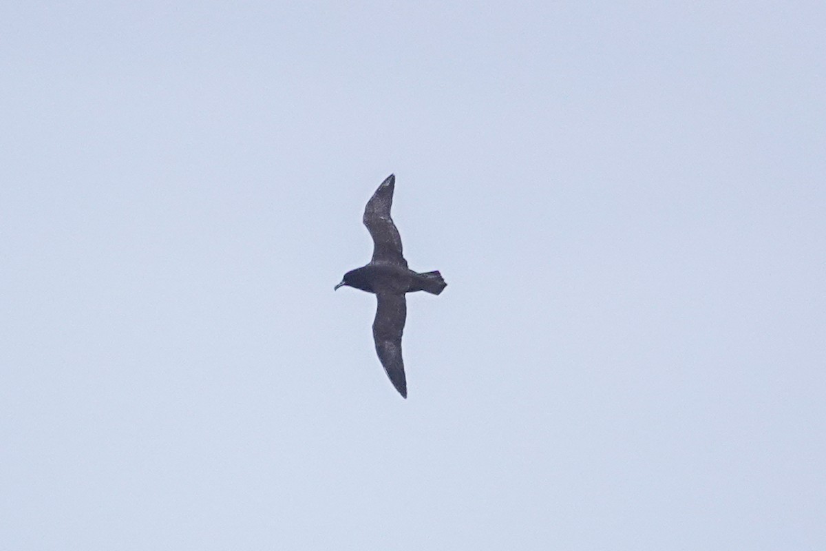 White-chinned Petrel - ML645359257
