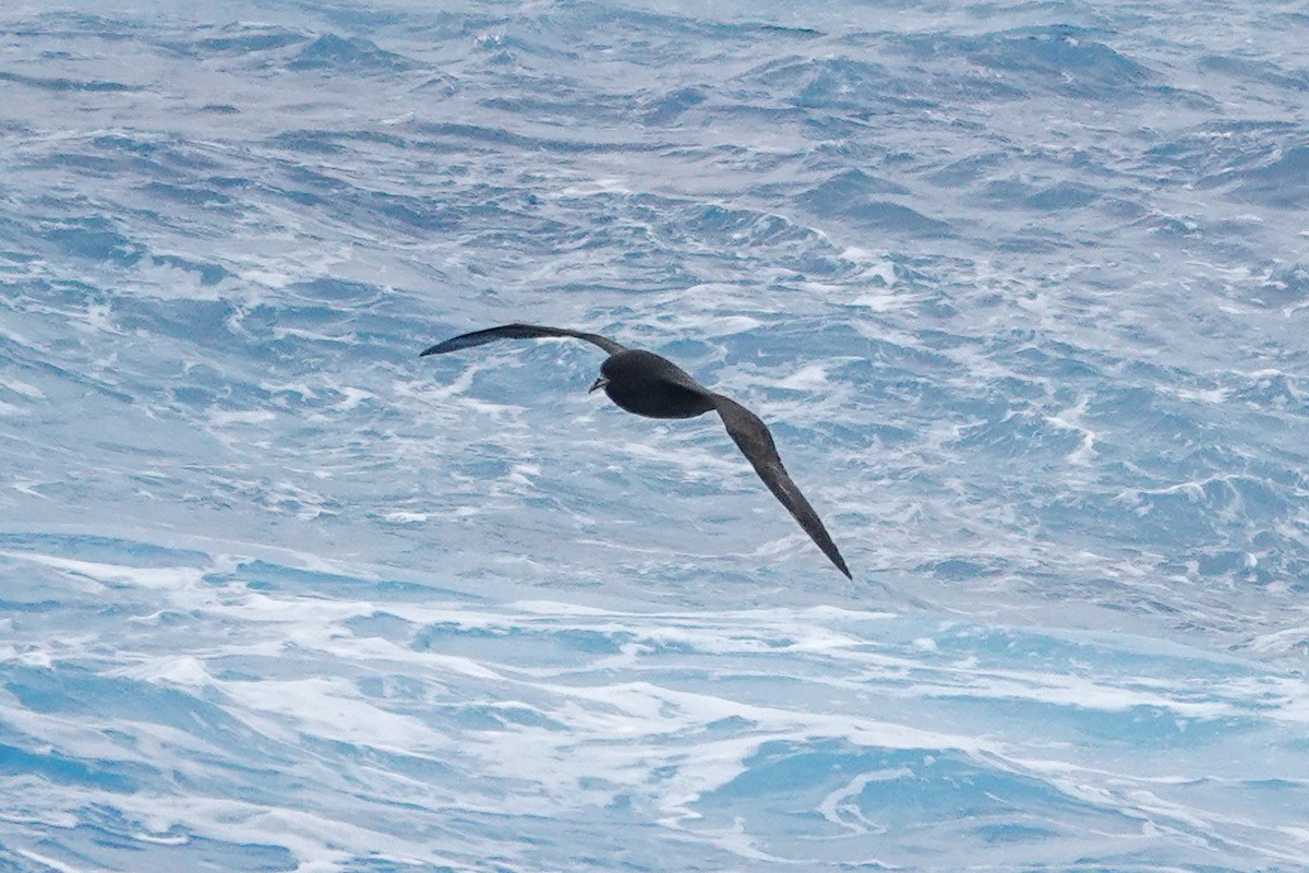 White-chinned Petrel - ML645359258