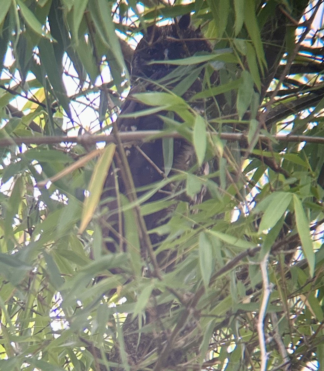 Stygian Owl - ML645359261