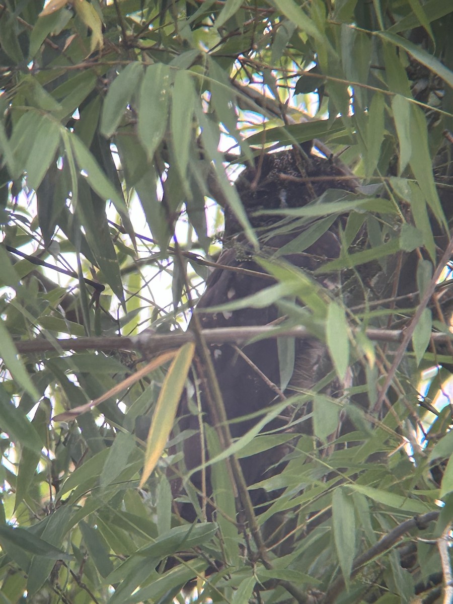 Stygian Owl - ML645359262