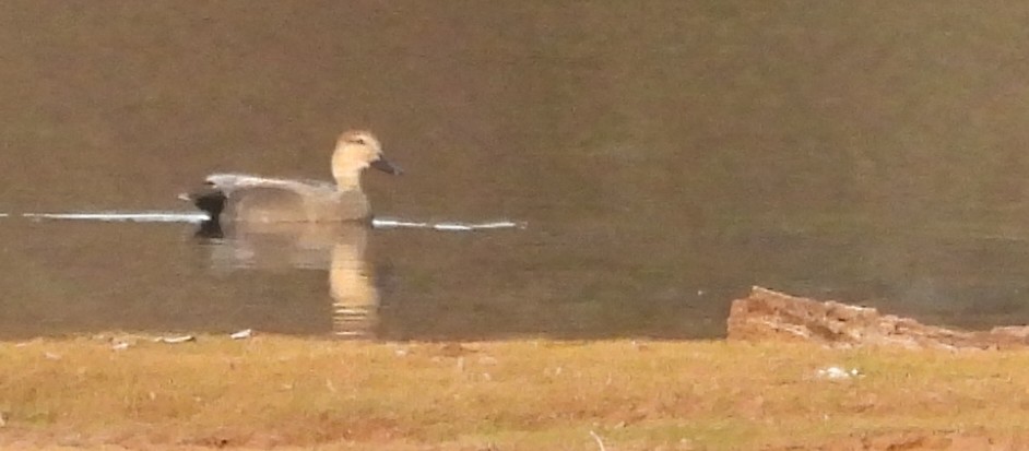 Gadwall - ML645359285