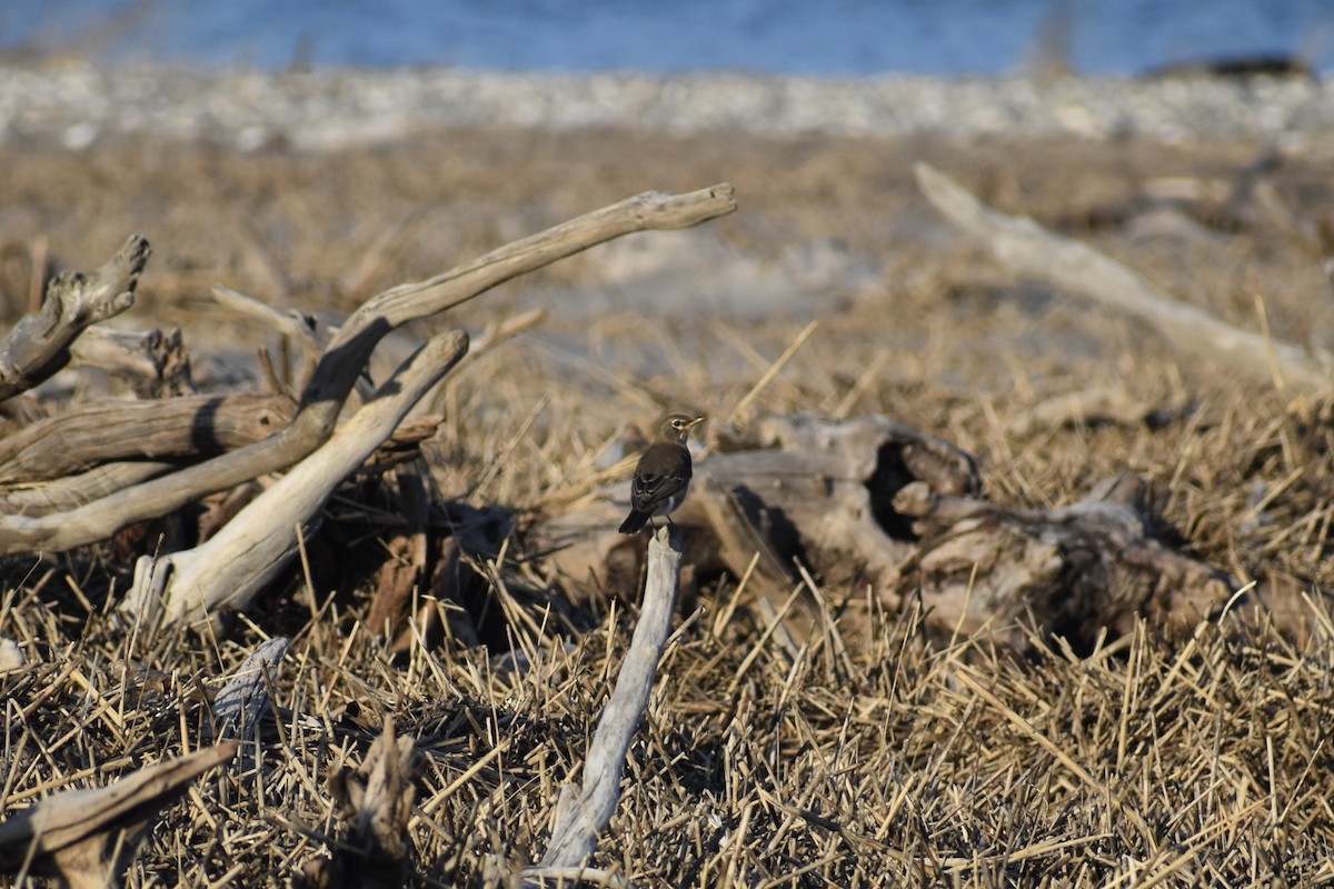 American Robin - ML645359286