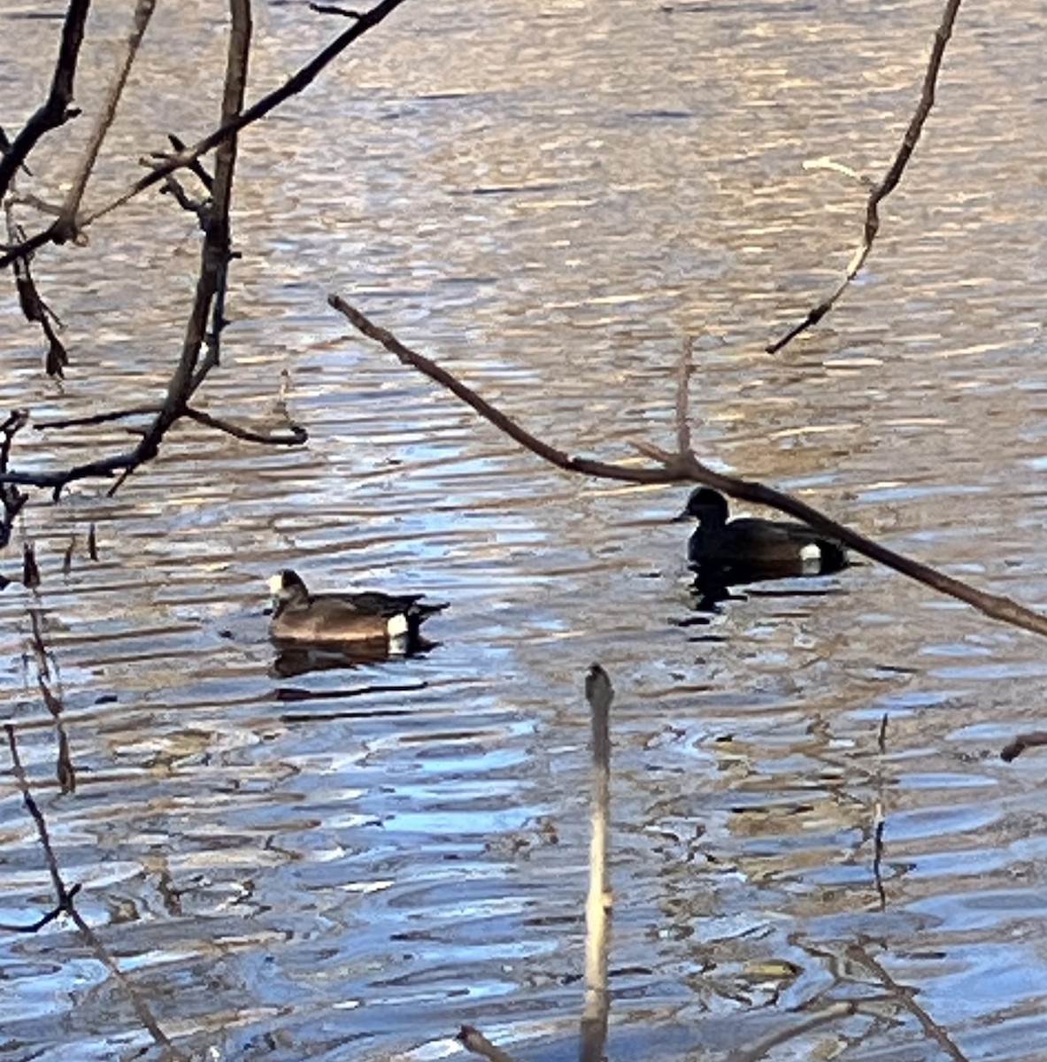 Fischione americano - ML645359290