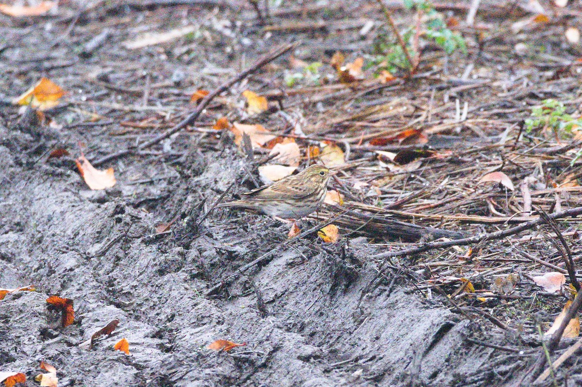 Savannah Sparrow - ML645359294
