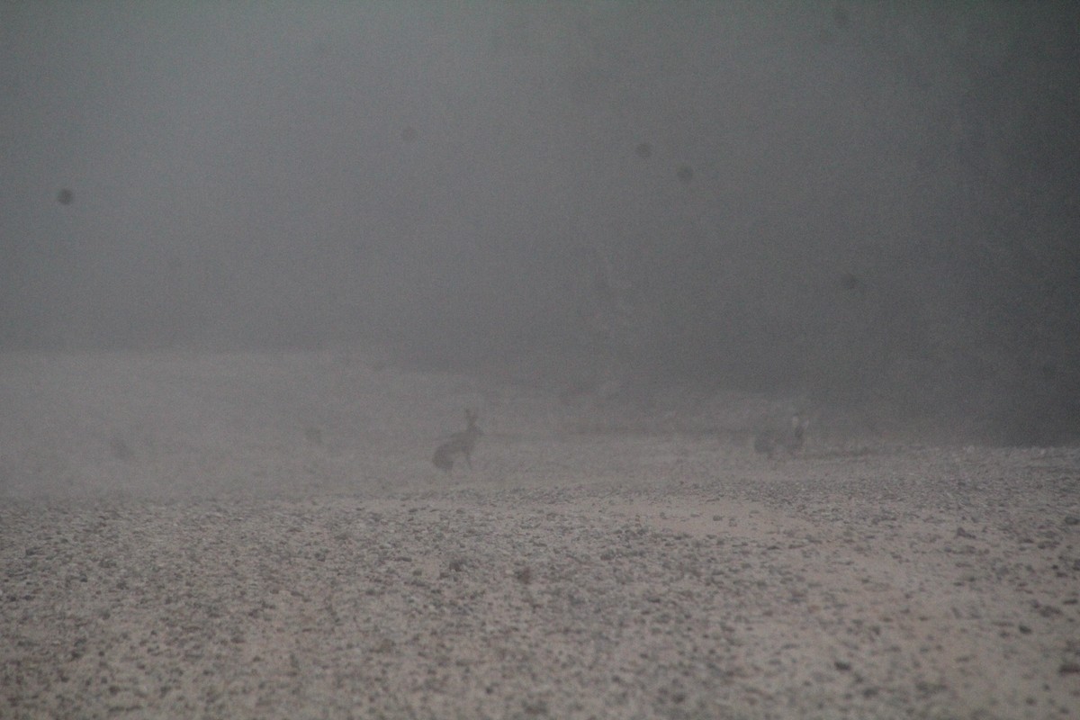 オグロジャックウサギ - ML645359295