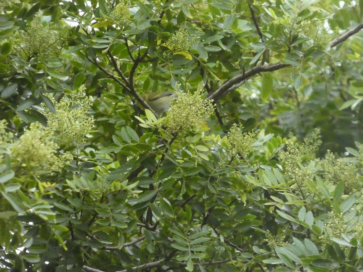 Tennessee Warbler - ML645359310