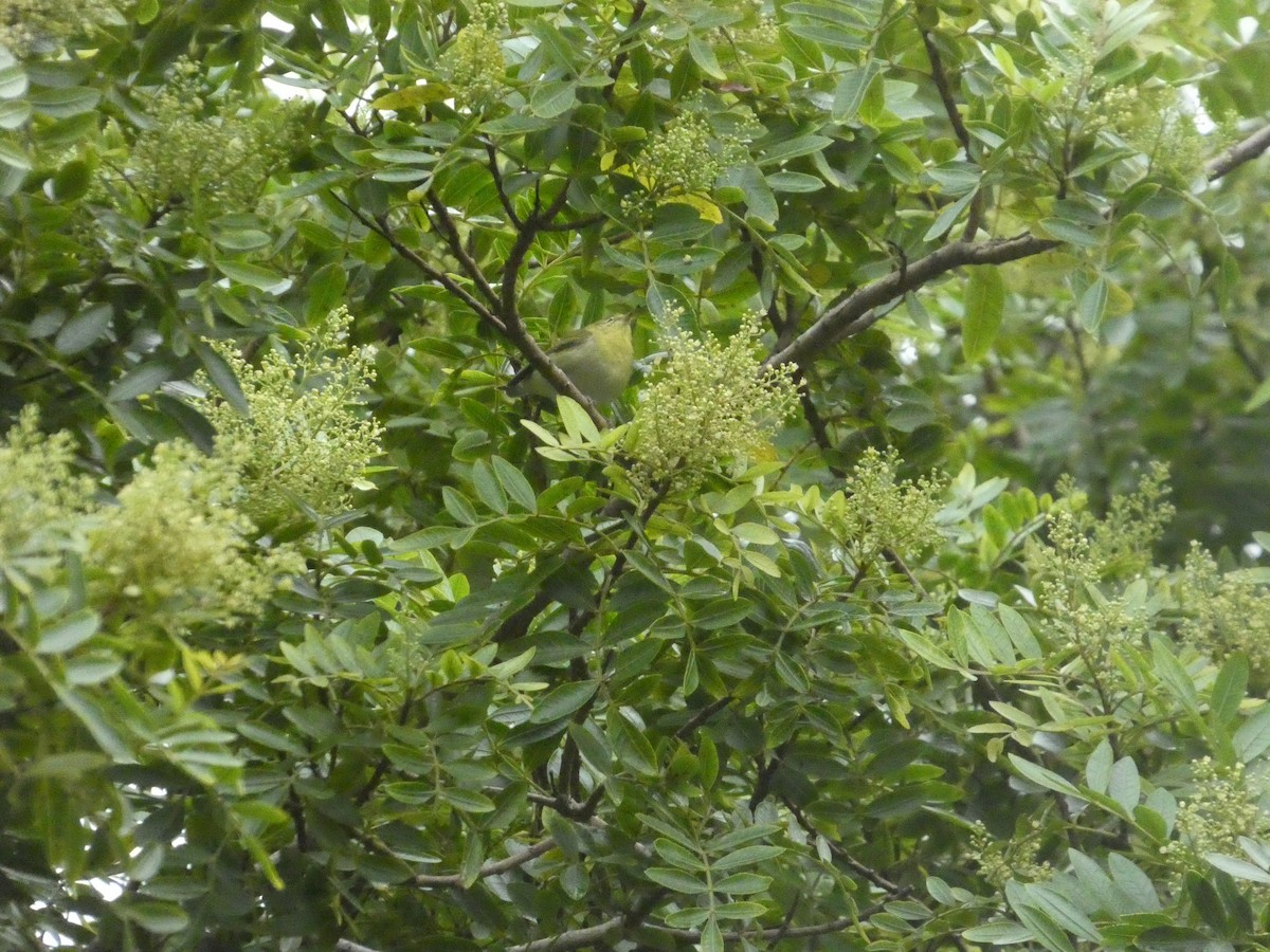 Tennessee Warbler - ML645359314