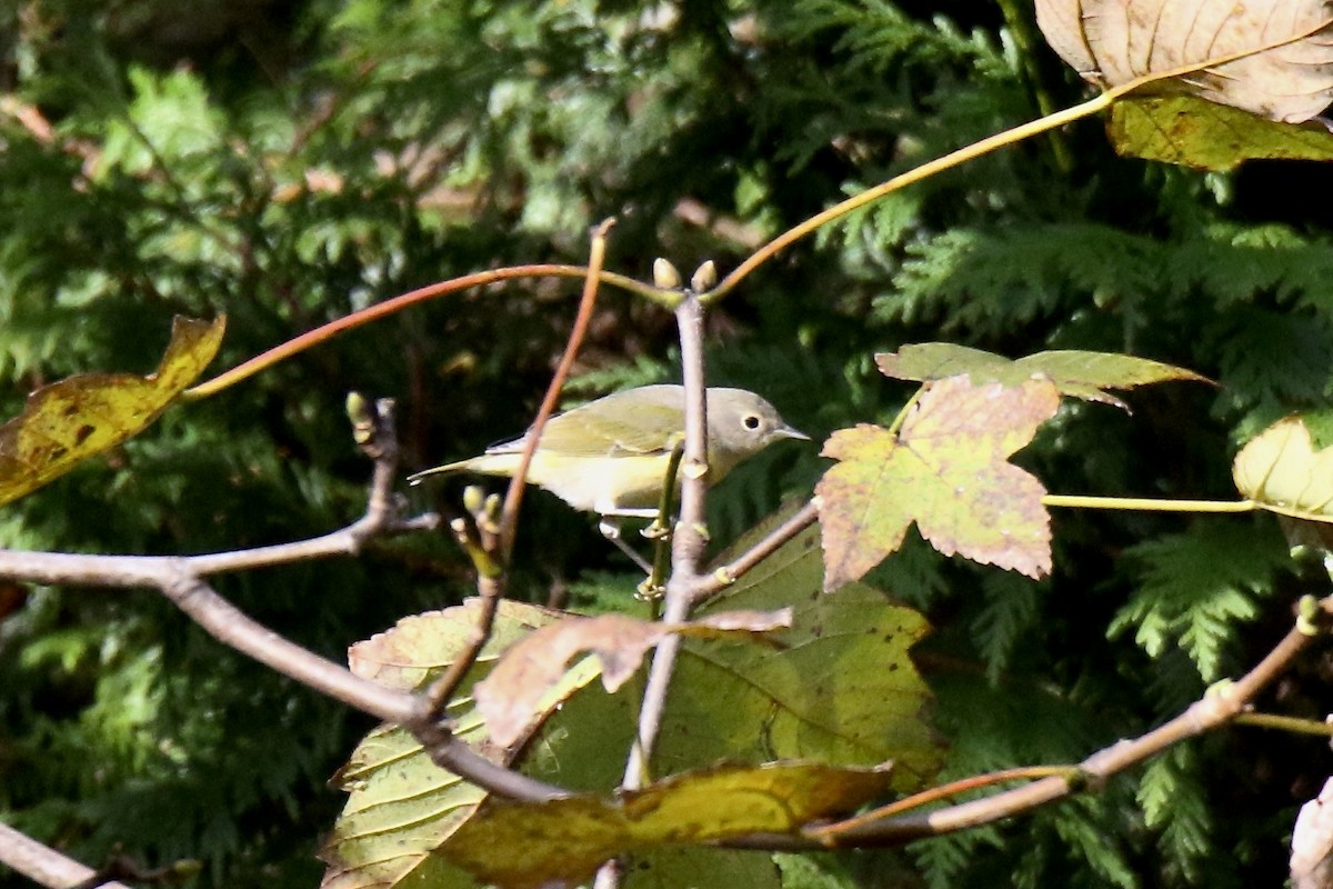 Nashville Warbler - ML645359315