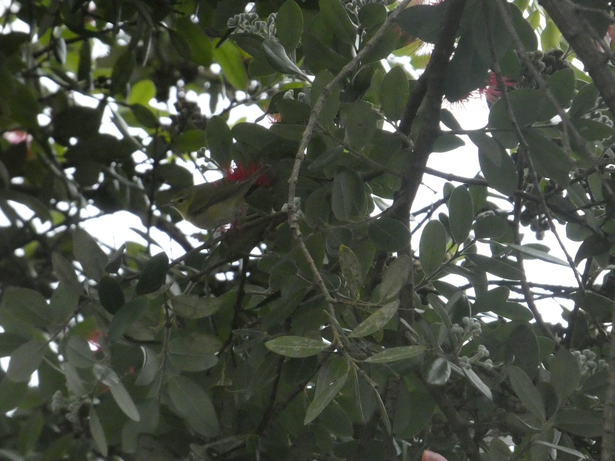 Tennessee Warbler - ML645359316