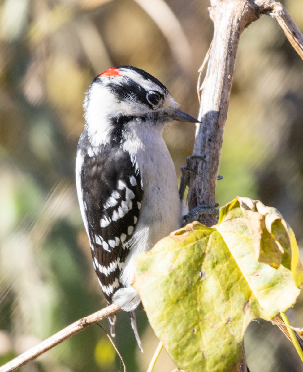 Downy Woodpecker - ML645359317