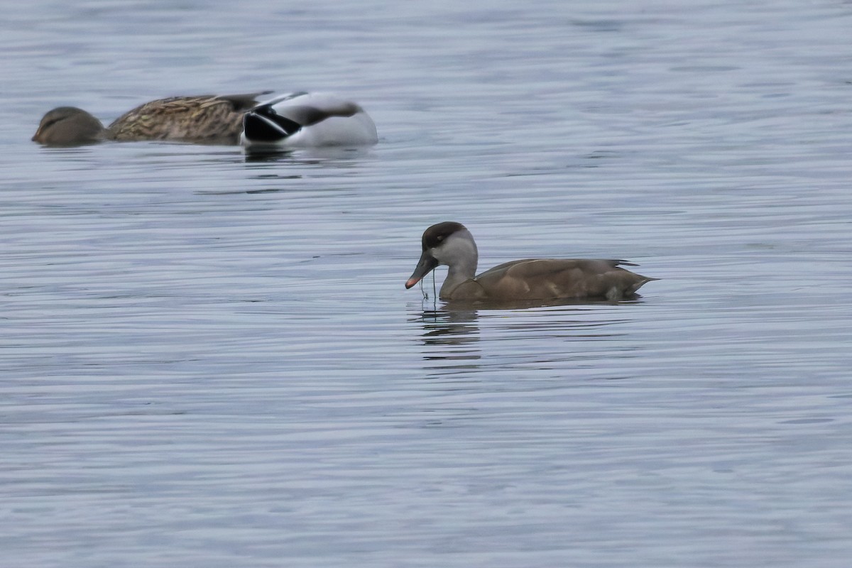 Red-crested Pochard - ML645359337