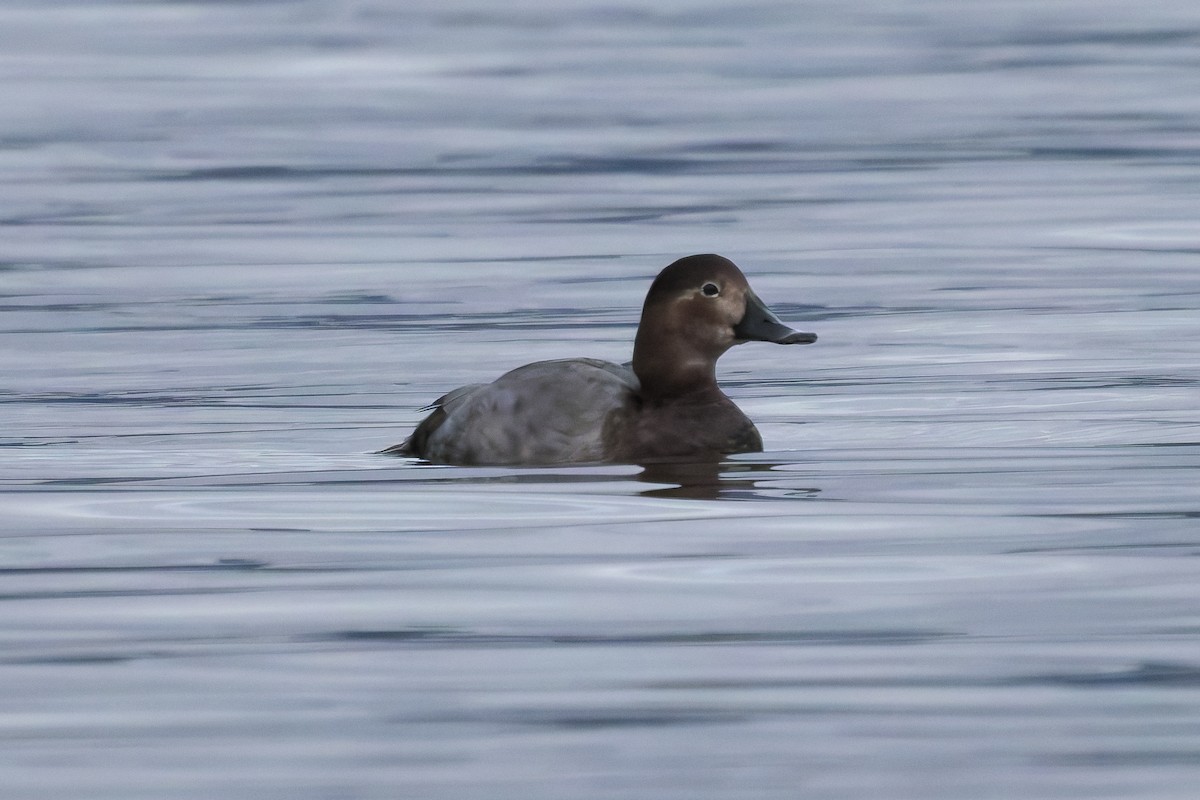 Common Pochard - ML645359341