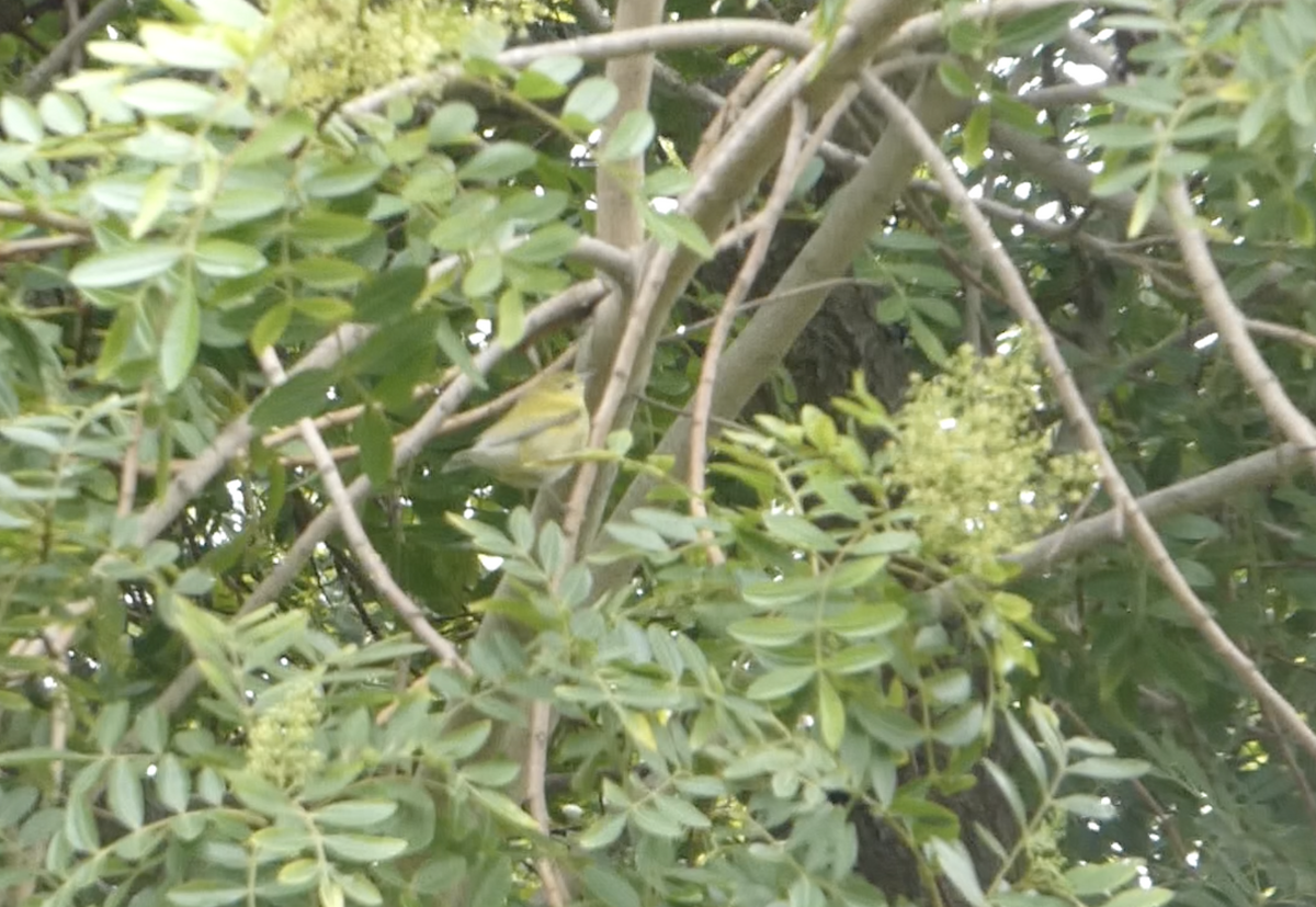 Tennessee Warbler - ML645359346