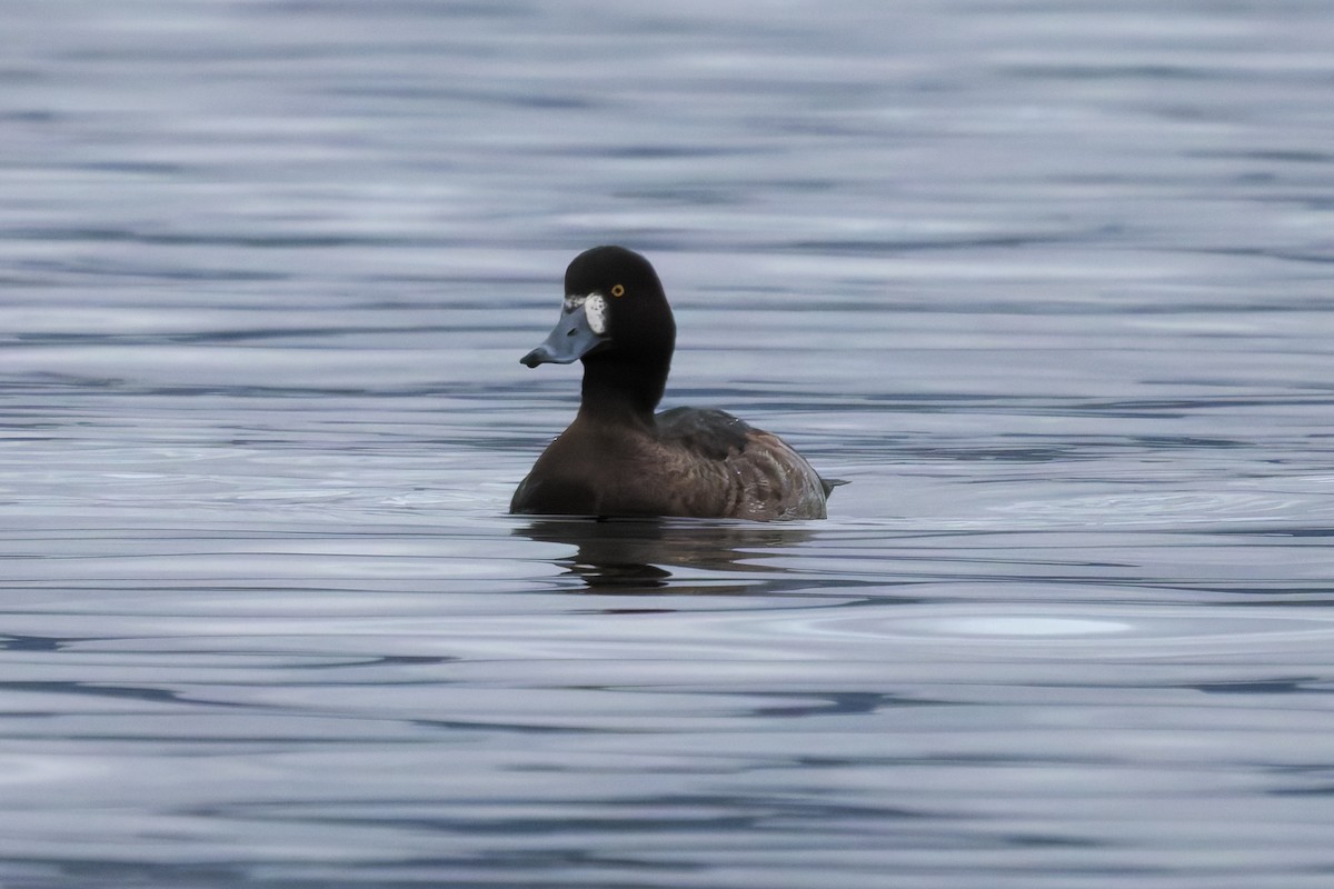 Greater Scaup - ML645359348