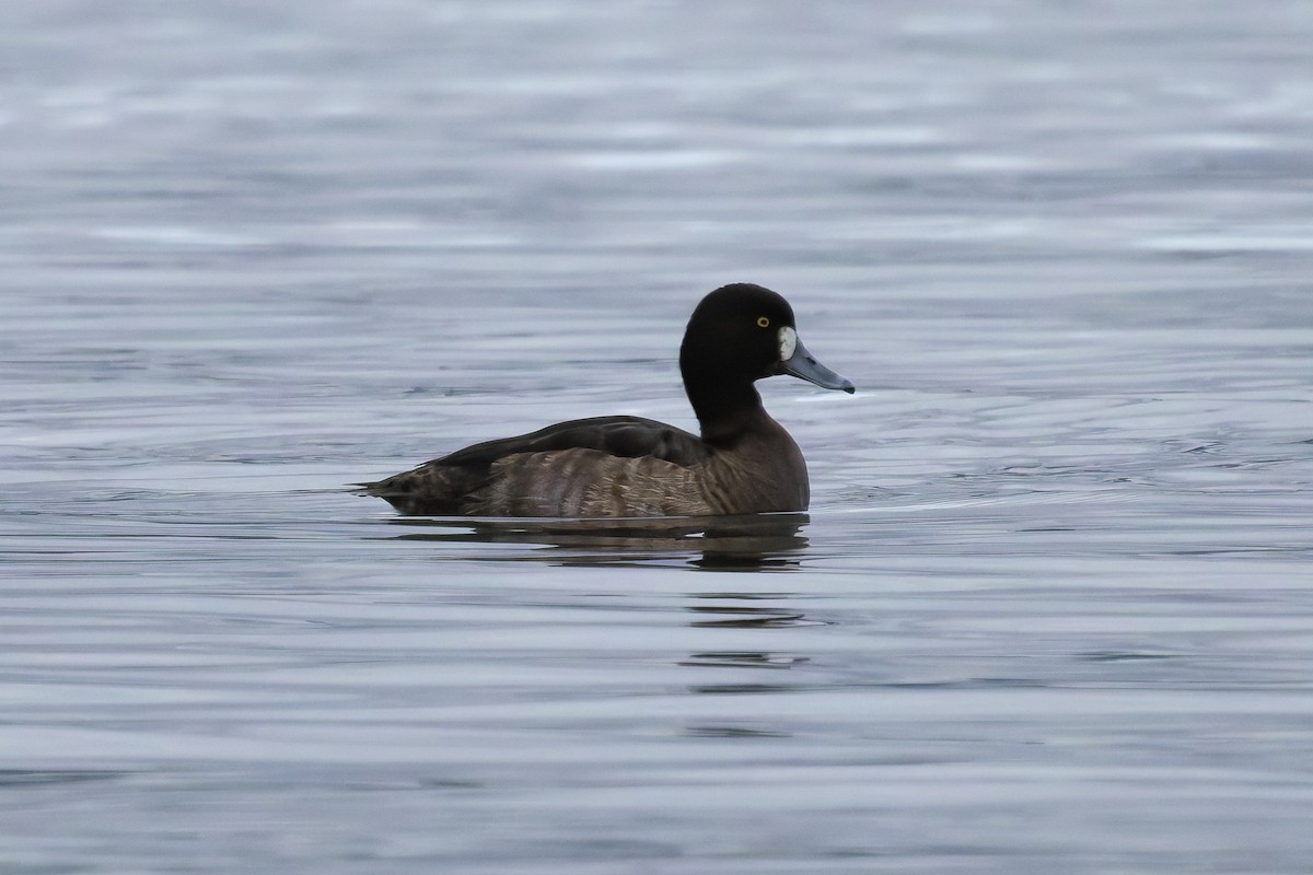 Greater Scaup - ML645359349