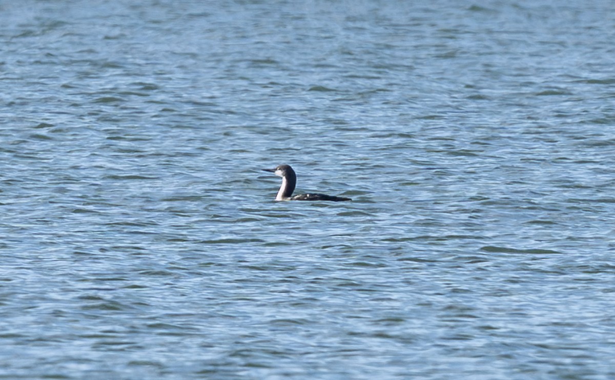 Pacific Loon - ML645359361