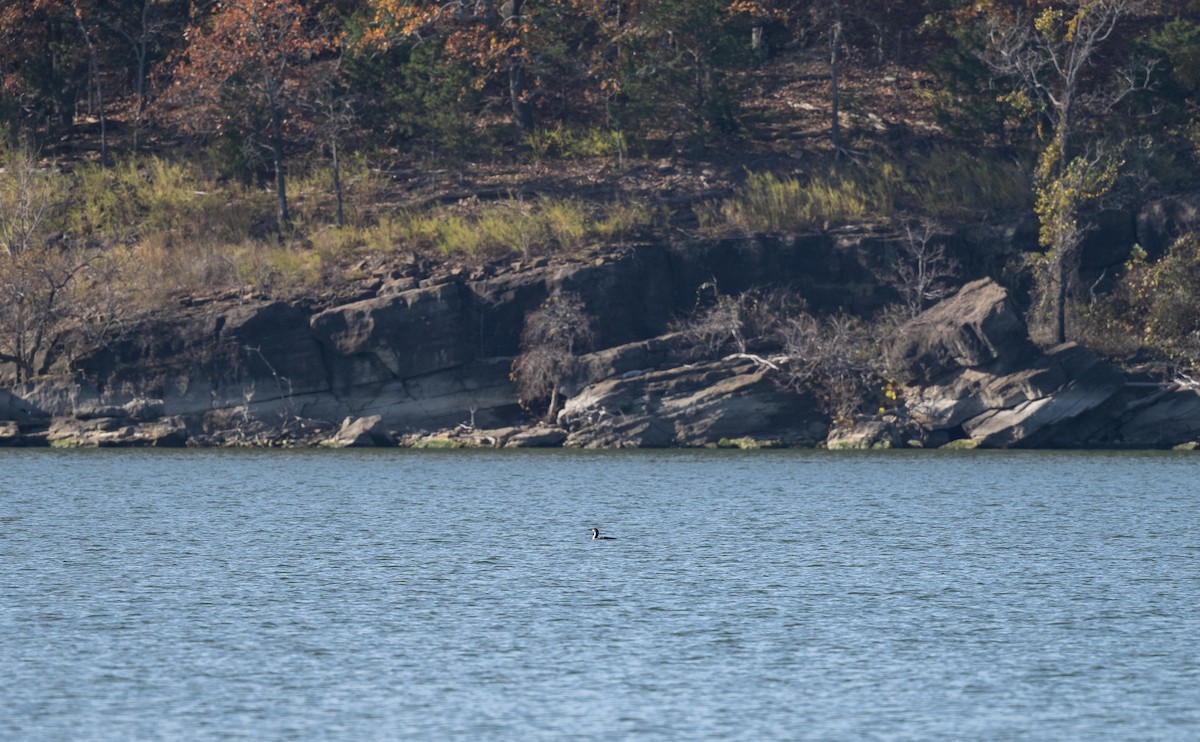 Pacific Loon - ML645359362