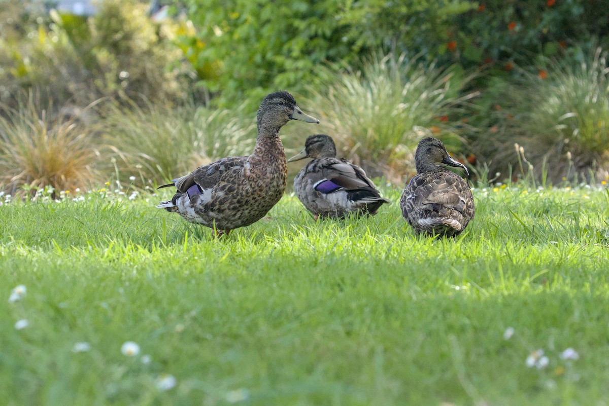 Pacific Black Duck x Mallard (hybrid) - ML645359371