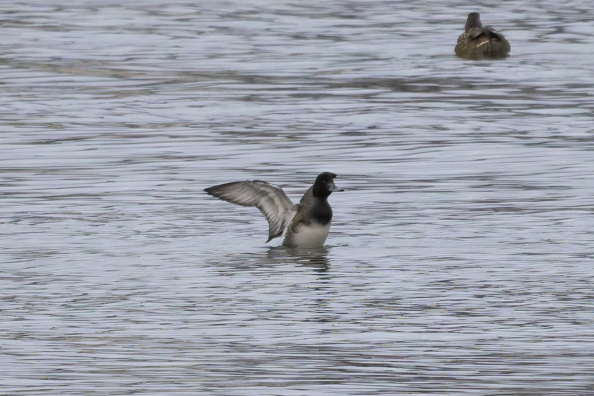 Lesser Scaup - ML645359373
