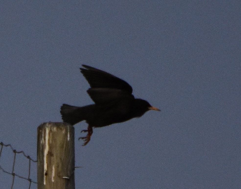 Spotless Starling - ML645359374