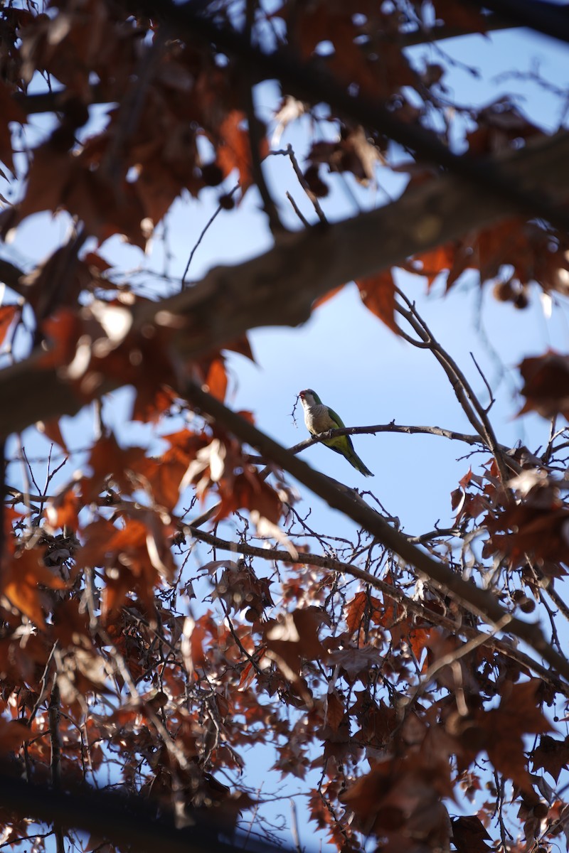 Monk Parakeet - ML645359375